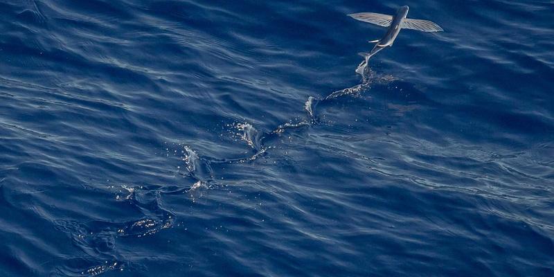 上海AVHP85深度解析:影音设备领域的创新标杆与选购指南